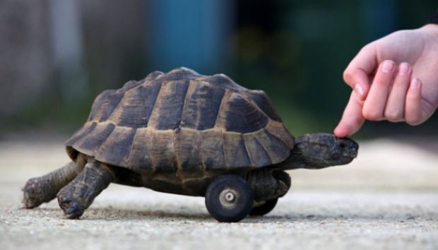 Kaki Dimakan Tikus, Kura-kura Ini Gunakan Roda Untuk Berjalan