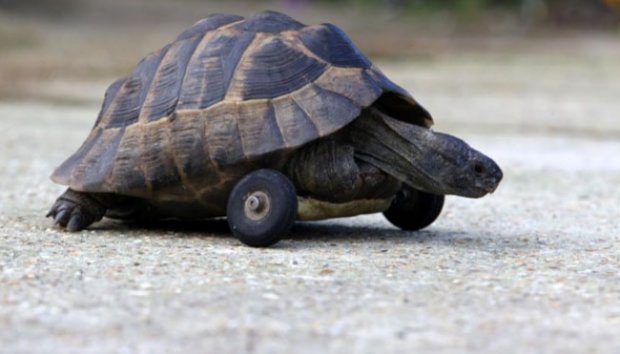Kaki Dimakan Tikus, Kura-kura Ini Gunakan Roda Untuk Berjalan