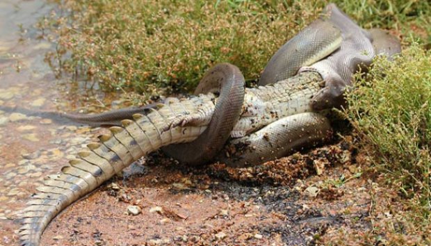 Hewan Pembunuh Gan ! Selain Hiu, Singa, Ular dan Buaya ternyata ini paling Sadis !!