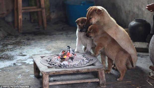Kedinginan, Anjing Kecil Hangatkan Diri di Depan Kompor