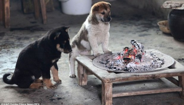 Kedinginan, Anjing Kecil Hangatkan Diri di Depan Kompor