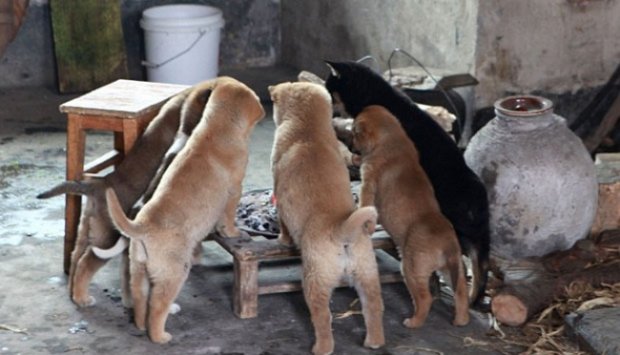 Kedinginan, Anjing Kecil Hangatkan Diri di Depan Kompor