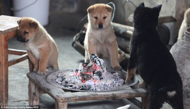 Kedinginan, Anjing Kecil Hangatkan Diri di Depan Kompor
