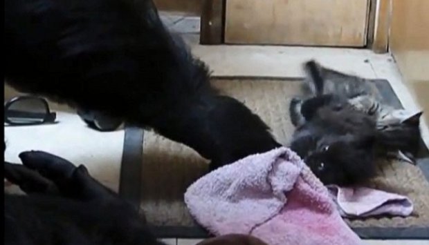 Koko, Gorila yang Gemar Mengasuh Anak Kucing
