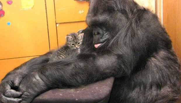Koko, Gorila yang Gemar Mengasuh Anak Kucing