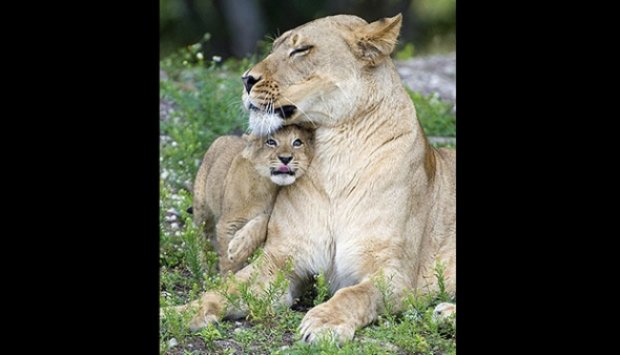 Sebelum Tewas, Singa Ini Ajak Bermain Anaknya