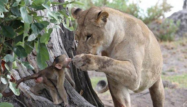 Bayi Babun Ini Diajak Bermain oleh Pembunuh Ibunya