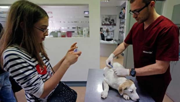 Bocah 13 Tahun Selamatkan Ratusan Anjing dengan Facebook