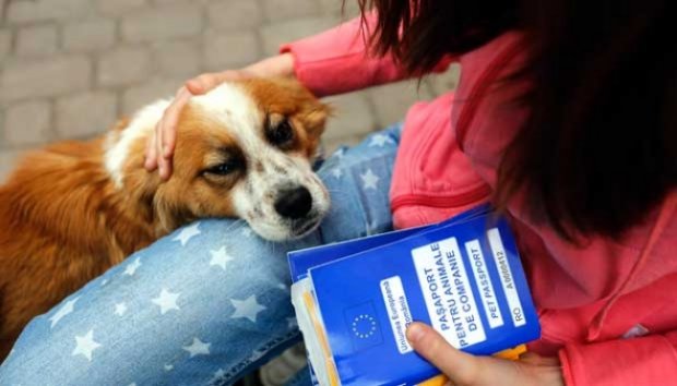 Bocah 13 Tahun Selamatkan Ratusan Anjing dengan Facebook