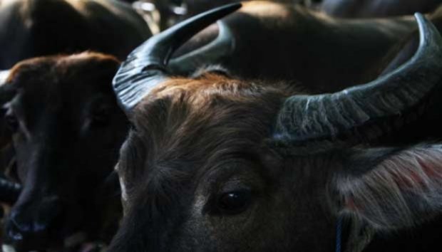 Pasar Ketitang, Pasar Khusus Kambing dan Kerbau