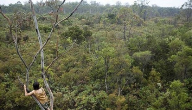 Claire Dunn, Wanita yang Memilih Tinggal di Tengah Hutan