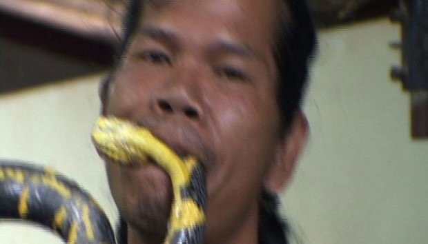 Pria Ini Menangkap Ular Berbisa dengan Mulutnya