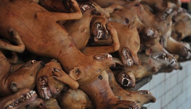 Festival Daging Anjing di Cina Menuai Protes