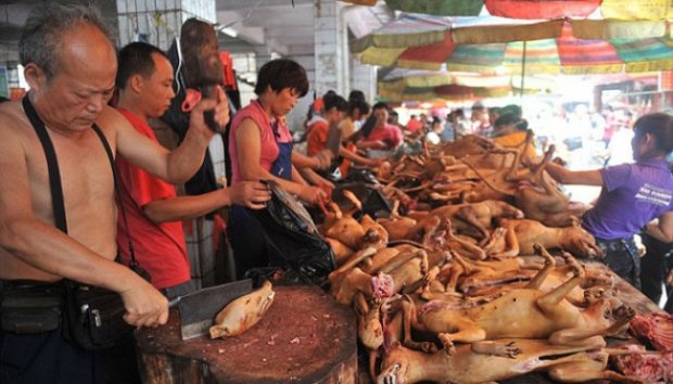 Festival Daging Anjing di Cina Menuai Protes