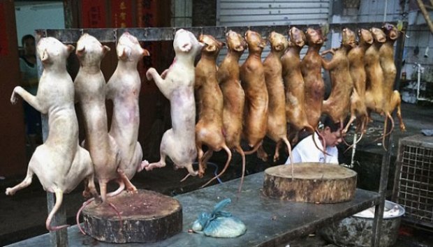 Festival Daging Anjing di Cina Menuai Protes