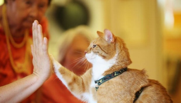 Kucing Ini Bawa Keceriaan di Panti Jompo