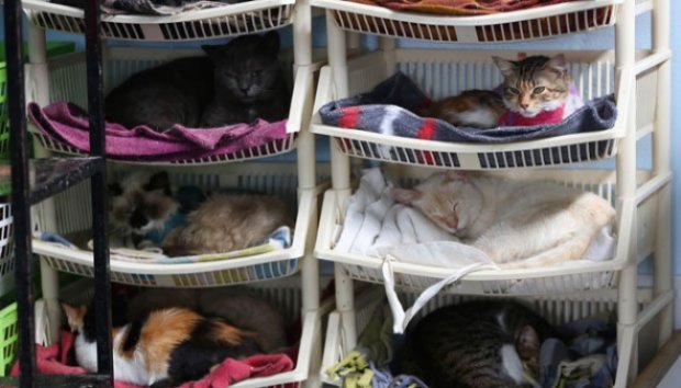 Wanita Merawat 175 Kucing Penderita Leukemia