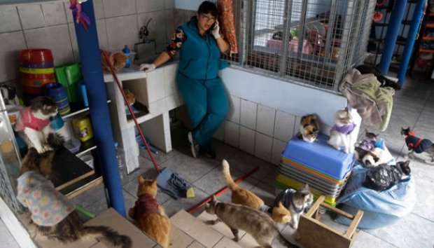 Wanita Merawat 175 Kucing Penderita Leukemia