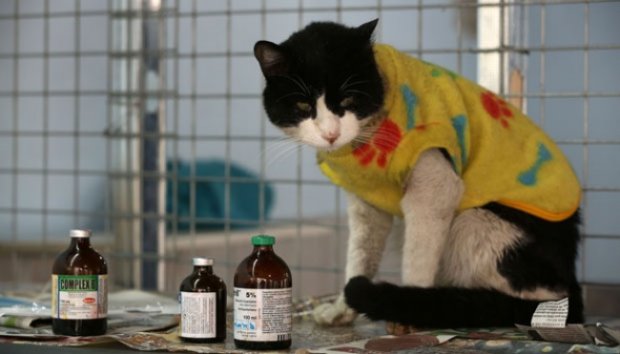 Wanita Merawat 175 Kucing Penderita Leukemia