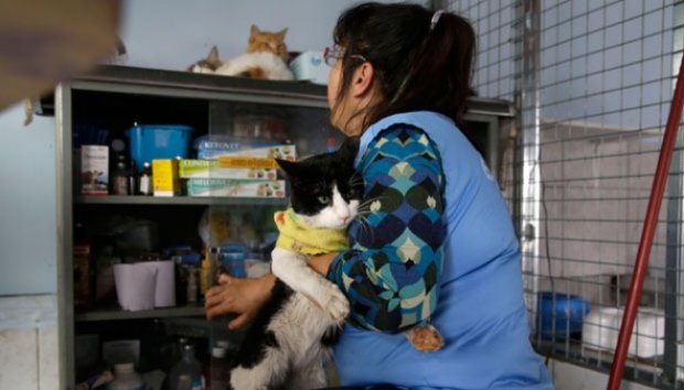 Wanita Merawat 175 Kucing Penderita Leukemia