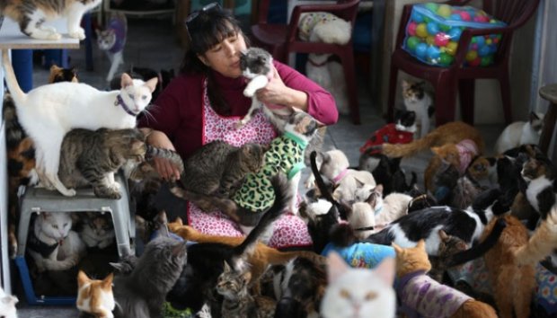 Wanita Merawat 175 Kucing Penderita Leukemia