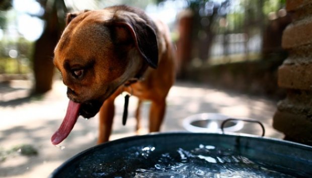 Disiksa Majikan, Anjing Ini Kehilangan Moncongnya