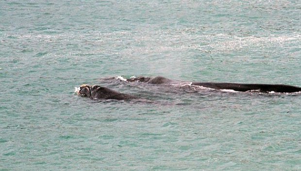 Wisatawan Ini Tidak Sadar Ada Mahluk Besar Di dekatnya