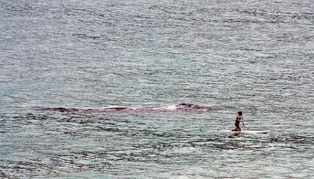 Wisatawan Ini Tidak Sadar Ada Mahluk Besar Di dekatnya