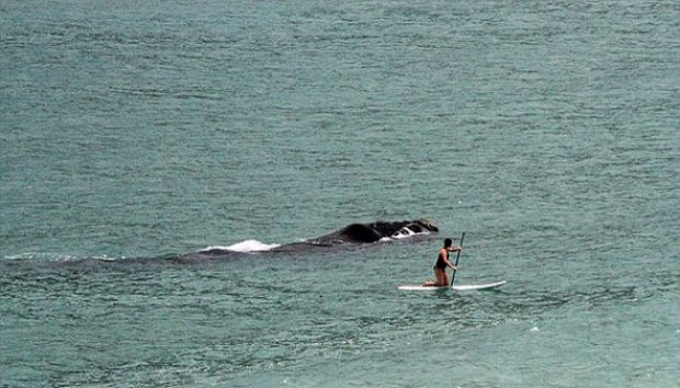 Wisatawan Ini Tidak Sadar Ada Mahluk Besar Di dekatnya