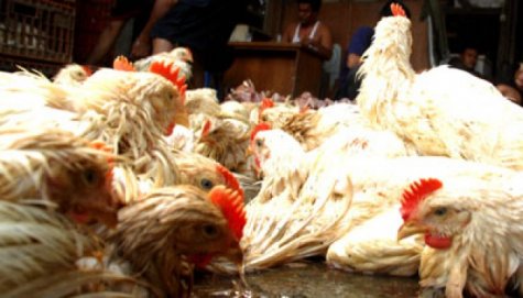 karena mabuk, Pria Ini Sebabkan 70 Ribu Ayam Mati !