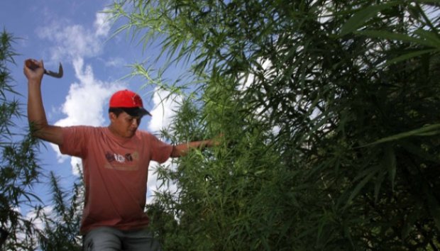 Gampong Lamtuba, Seulimum, Aceh Besar Tempatnya Ladang Ganja