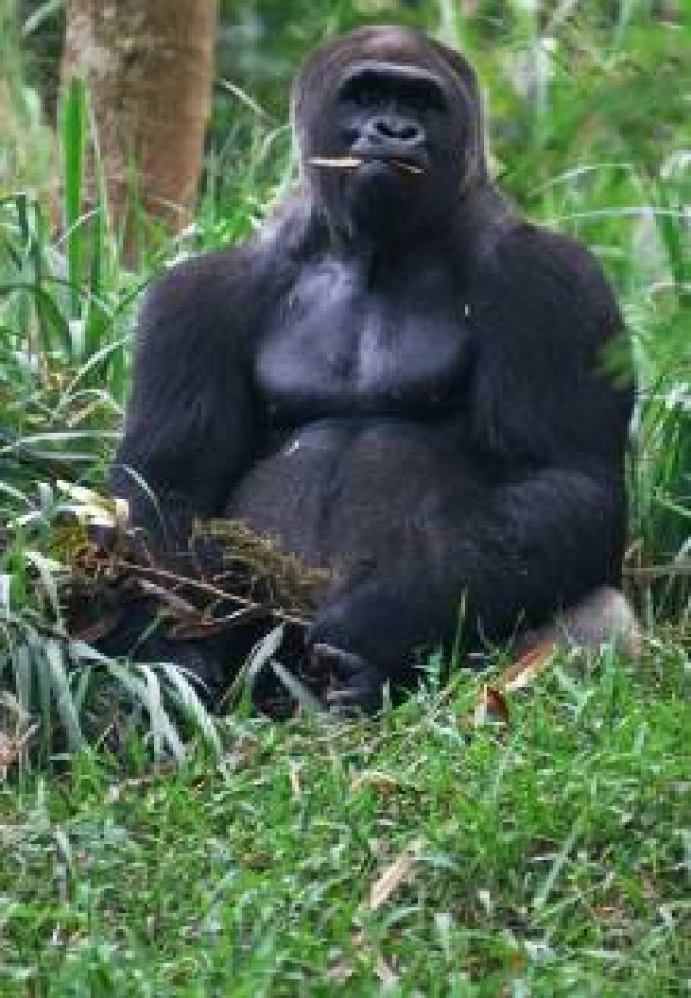 Tak Menyusui, Induk Gorila Tolak Kelahiran Anaknya