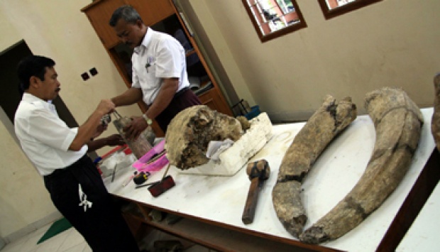 Fosil 'Kingkong Jawa' Ditemukan di Tegal