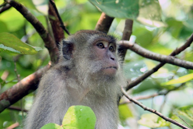 &#91;Berita Monyet&#93; Monyet-monyet Kudus Turun Gunung, Ada Apa?