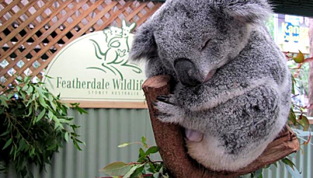 Alasan Koala Selalu Memeluk Pohon