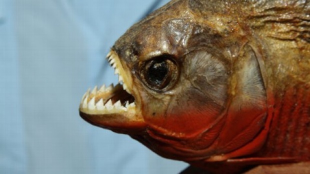 Spesies Baru Ikan Arapaima Ditemukan di Amazon