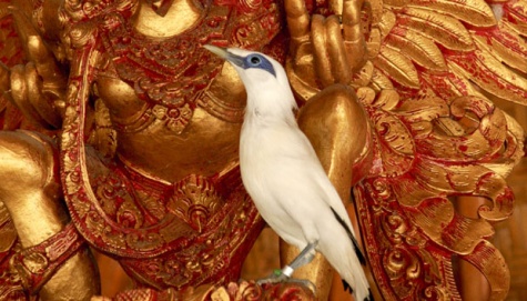 lounge-tempat-chit-chat-burung-burung