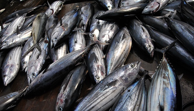Fakta-fakta Seputar Pencurian Ikan