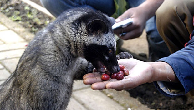 Setan Kopi Luwak Bikin Heboh Warga Bekasi