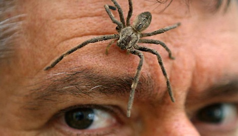 Ada Tarantula Arboreal Warna-warni di Brasil