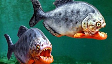 Piranha Kuno Jadi Predator dengan Rahang Terkuat