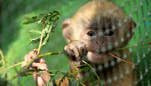 save-lutung-gawat-lutung-jawa-terancam-punah