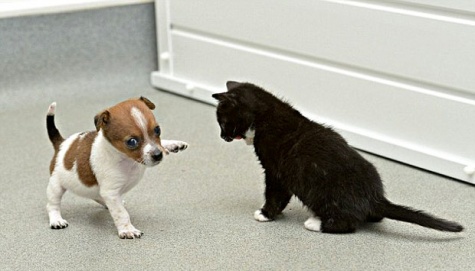 Anjing dan Kucing Jadi Pembunuh Manusia?