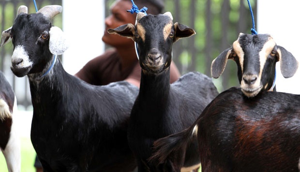 Pria Ini Ingin Nikahi Kambing Peliharaannya