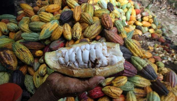 Kakao Indonesia Tak Beraroma Cokelat