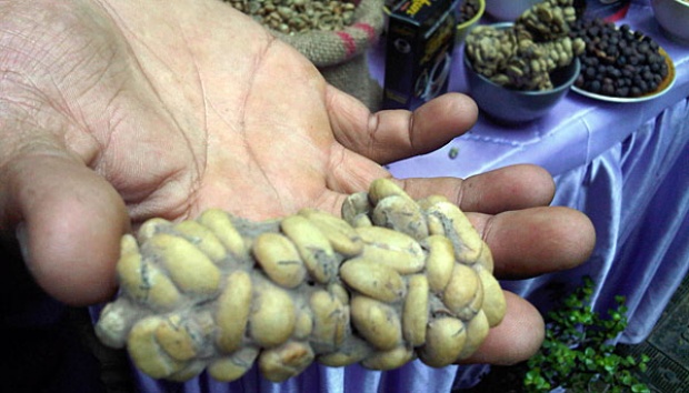 Diboikot, Kopi Luwak Tak Gentar