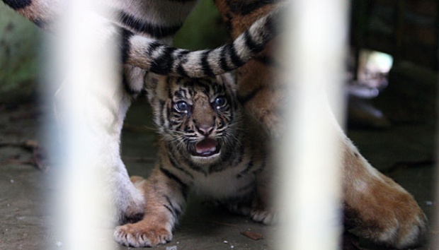 Seekor Harimau Sumatera Lahir di London