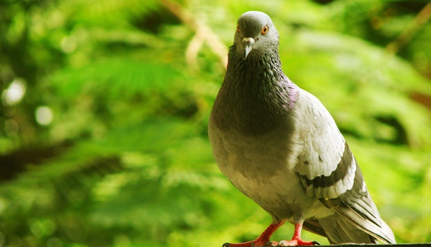 Kotoran Burung Ini Lumpuhkan Lampu Lalu Lintas