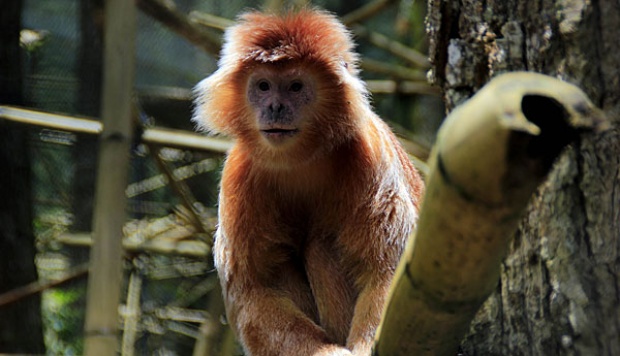 Dua Lutung Jawa Dipulangkan ke Malang