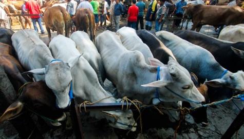 Siswa SMU Ubah Kotoran Sapi Jadi Pewangi Ruangan 